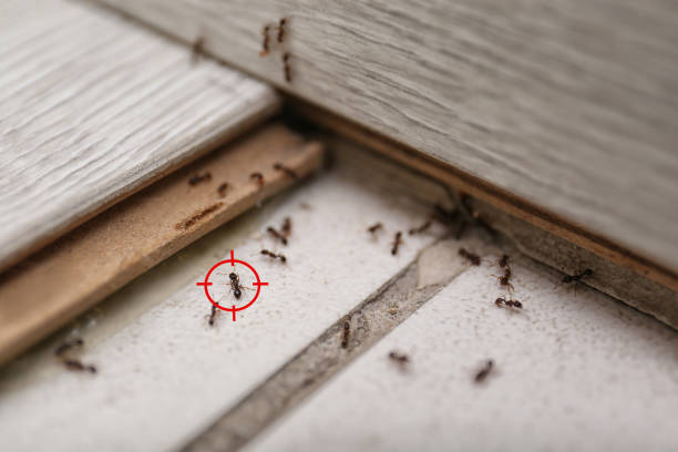 Best Best Pest Control Companies  in Webster Groves, MO
