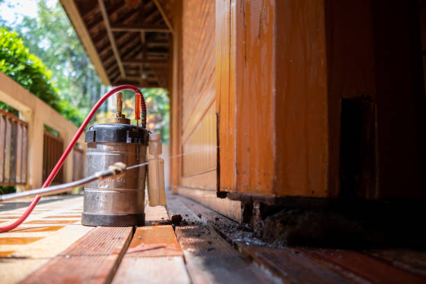 Best Local Pest Control Services  in Webster Groves, MO