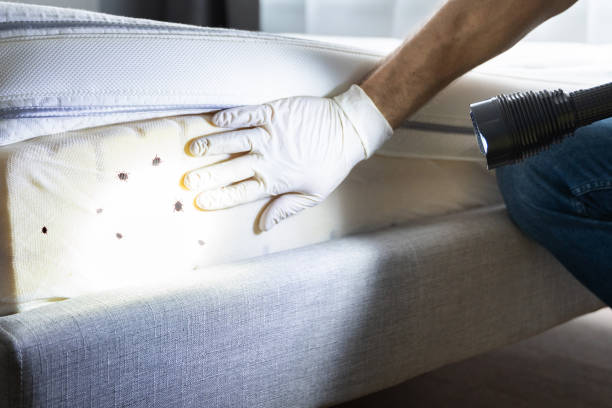 Best Cockroach Control Services  in Webster Groves, MO