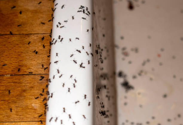 Professional Pest Control in Webster Groves, MO