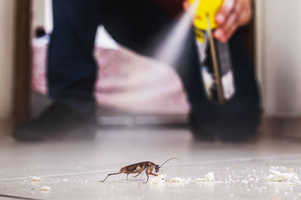 Best Pest Control for Homes  in Webster Groves, MO